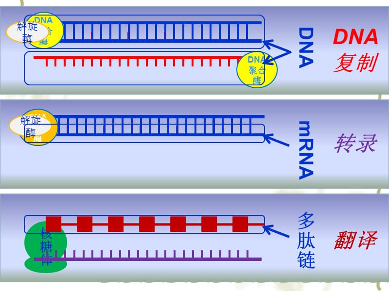 生物：42《基因对性状的控制》课件新人教版必修2.pps_第2页