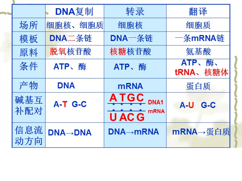 生物：42《基因对性状的控制》课件新人教版必修2.pps_第3页