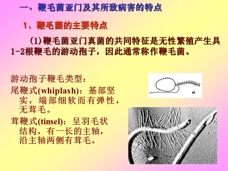 第二章、鞭毛菌亚门真菌.ppt_第2页