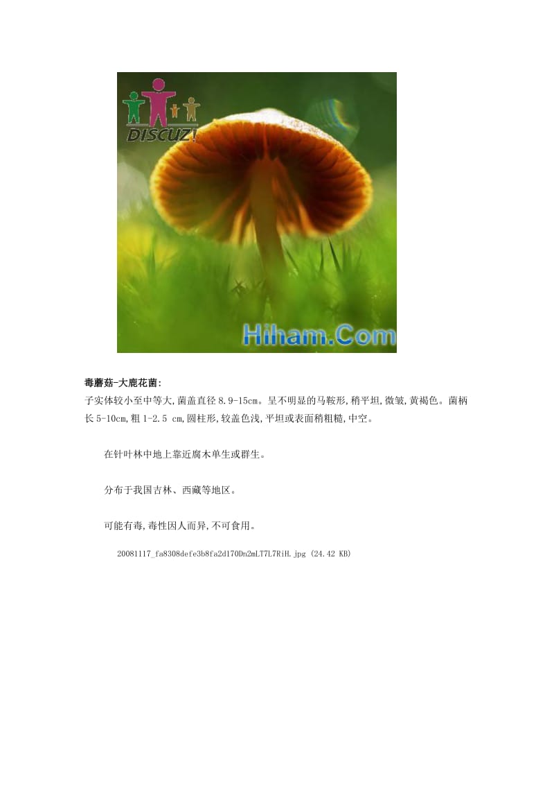百科毒蘑菇大全-最全毒性蘑菇图.doc_第2页
