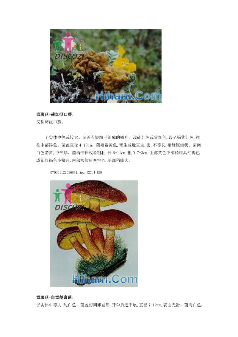 百科毒蘑菇大全-最全毒性蘑菇图.doc_第3页