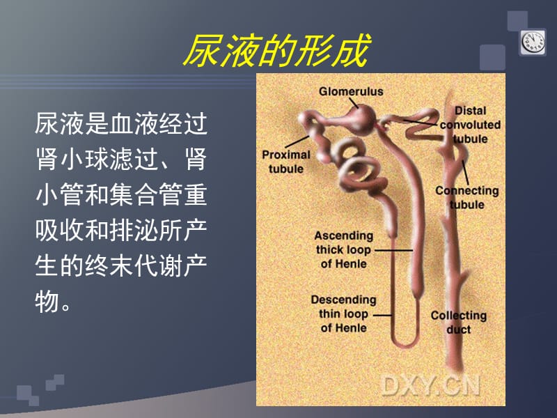 蛋白尿的鉴别诊断.ppt_第2页