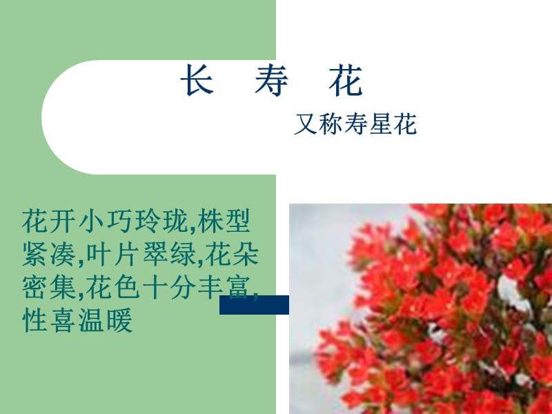 科学长寿花.ppt_第1页