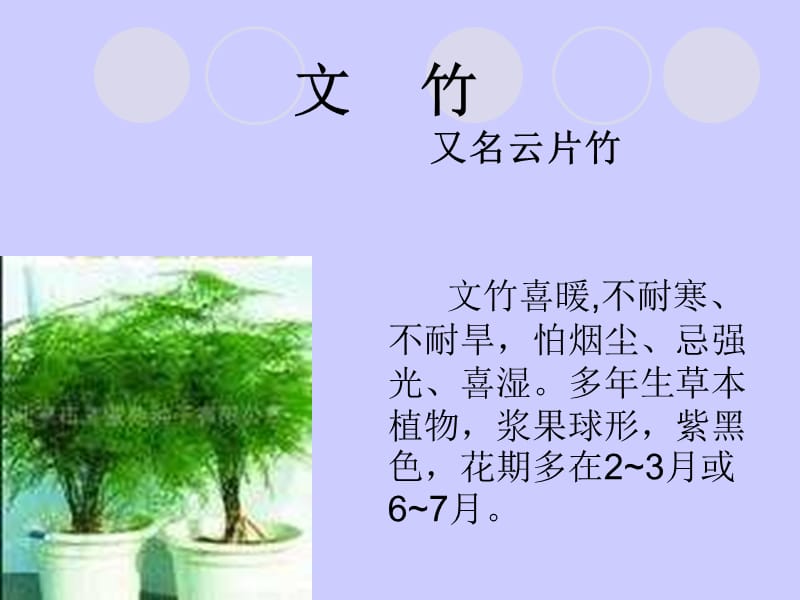 科学长寿花.ppt_第2页