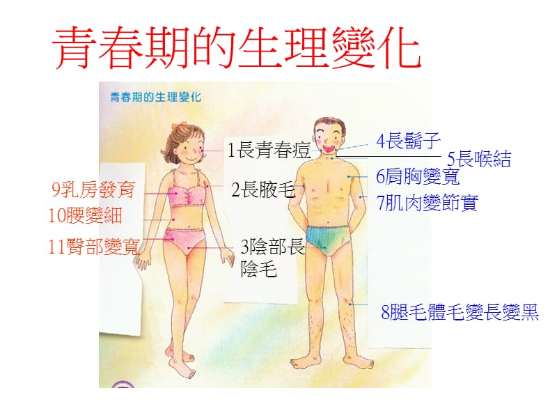 青春期的生理变化.ppt_第2页