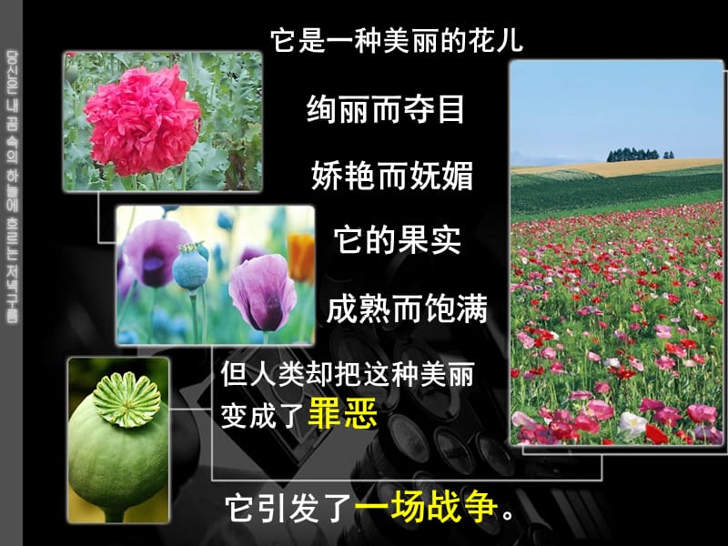 它是一种美丽的花儿.PPT_第1页