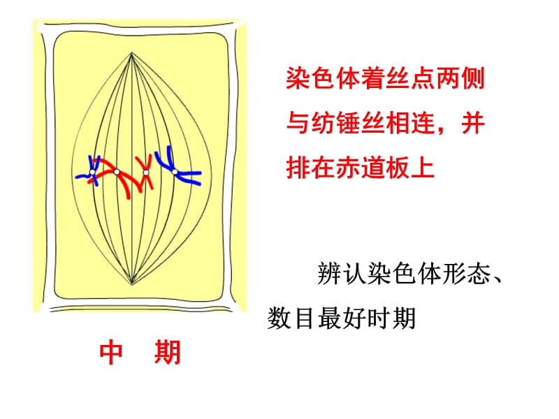 染色体着丝点两侧与纺锤丝相连并排在赤道板上.ppt_第1页