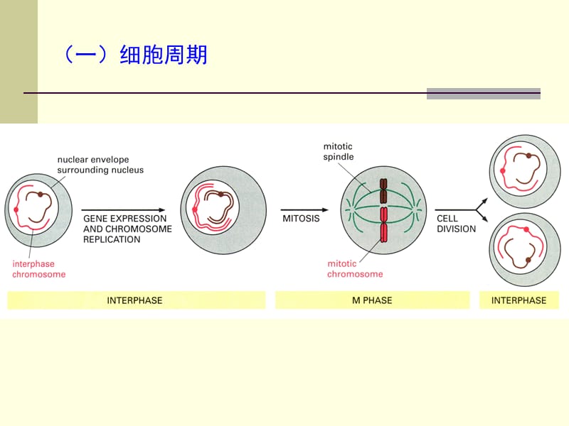 染色体和DNA02.ppt_第3页