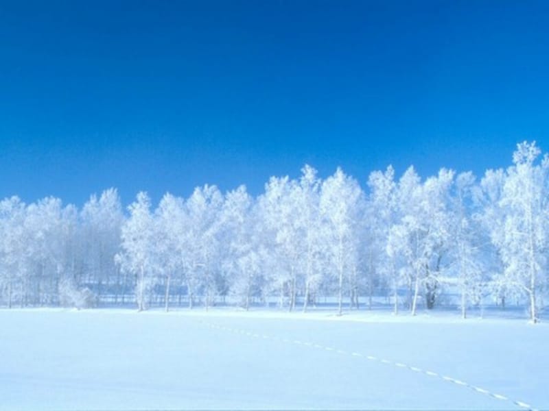 人教小学语文一级上册雪地里的小画家课件新.ppt_第1页