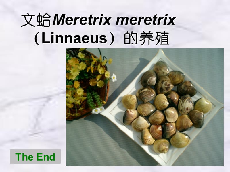 文蛤MeretrixmeretrixLinnaeus的养殖.ppt_第1页