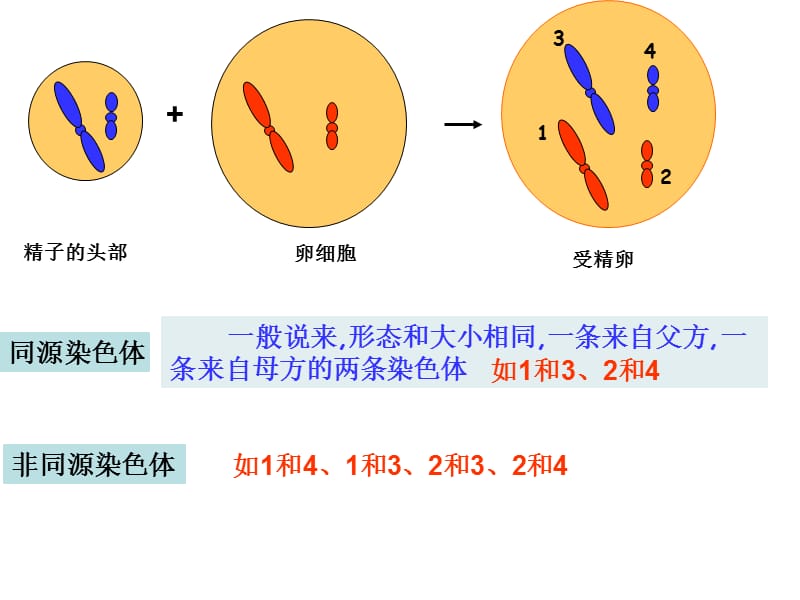 同源染色体.ppt_第2页