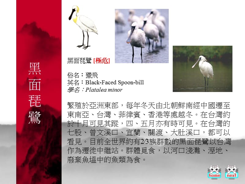 台湾濒临绝种鸟类.ppt_第3页