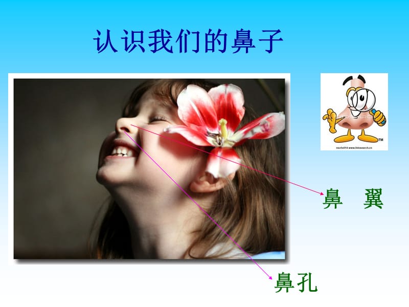 幼儿园中班安全教育[小鼻子真灵].ppt_第3页