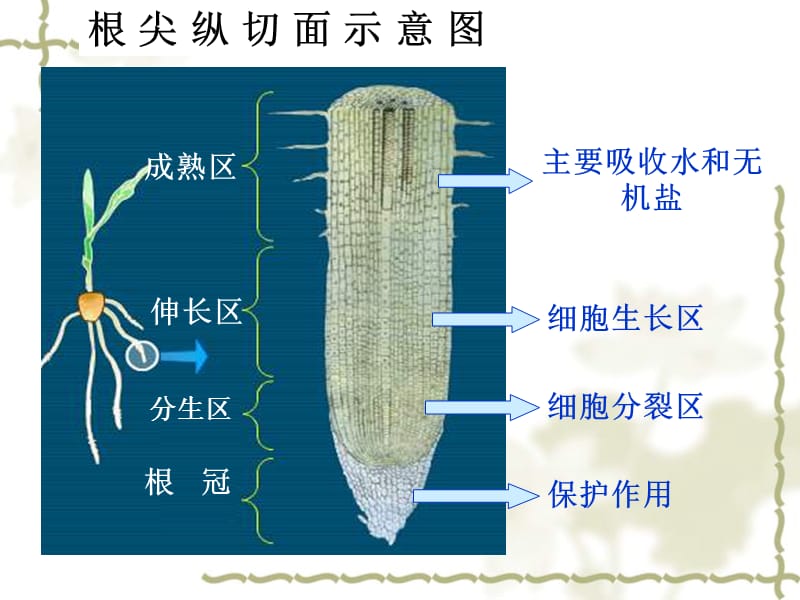 温晓茹.ppt_第3页