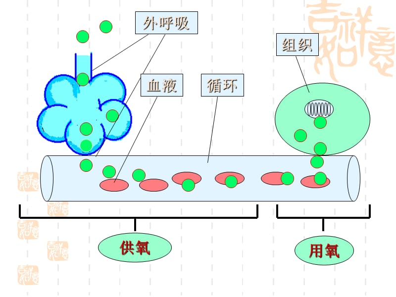 缺氧理论课.ppt_第3页