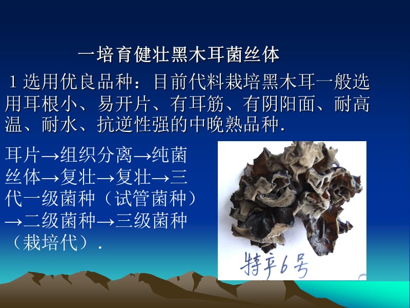 黑木耳高产栽培技.ppt_第2页