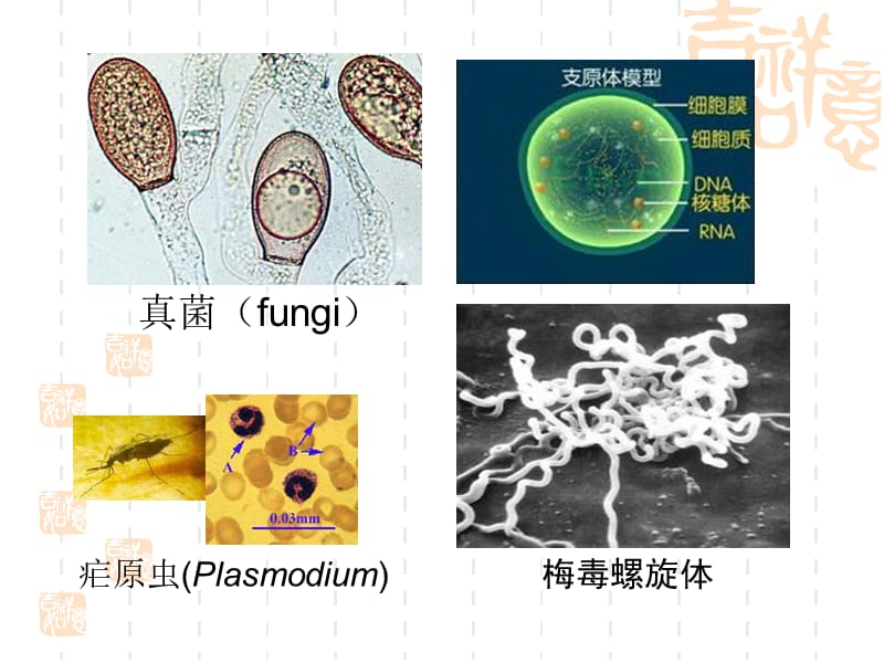 非处方药与家庭用药第四讲.ppt_第3页