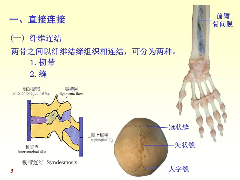 chapter02关节学ppt课件.ppt_第3页