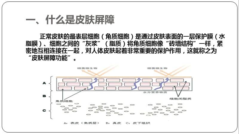 《修复皮肤屏障-保湿类护肤品应用指南》解读.ppt_第3页