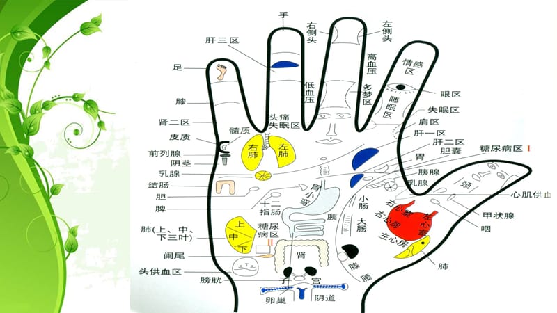 《手诊纹路》ppt课件.ppt_第3页