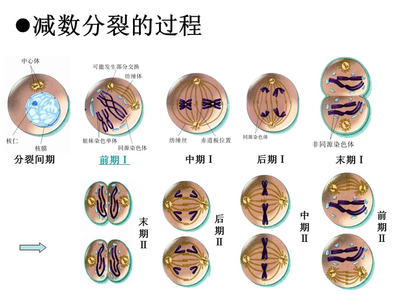 江苏省连云港灌云县第一中学高中生物必修二《遗传与进化》知识点课件2.ppt_第2页