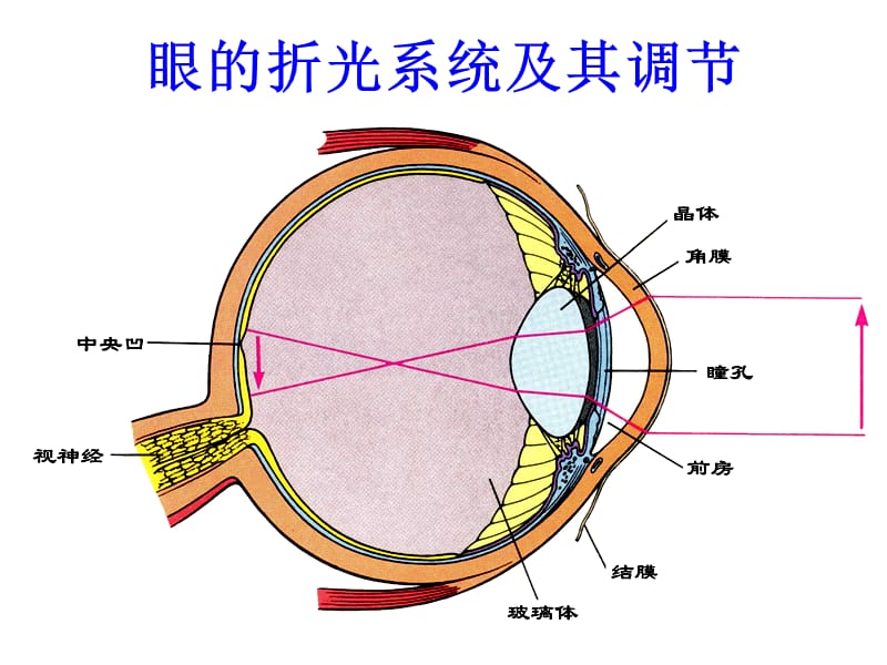 本科-感觉器官-2.ppt_第3页