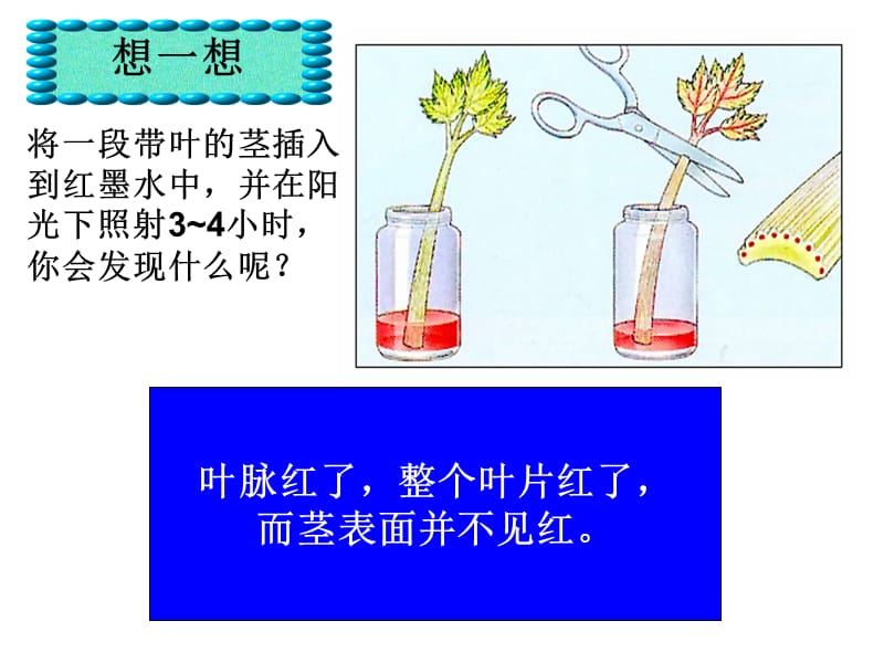 绿色植物的三大生理作用.ppt_第1页