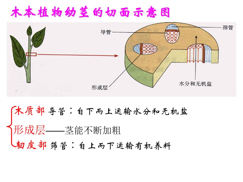 绿色植物的三大生理作用.ppt_第2页