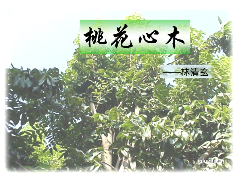 鲁教版语文五年级下册《桃花心木》课件.ppt_第1页