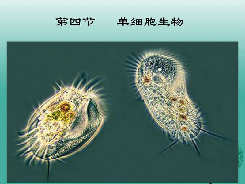 2018年新人教版七年级生物上册第二单元第二章第四节单.ppt_第1页