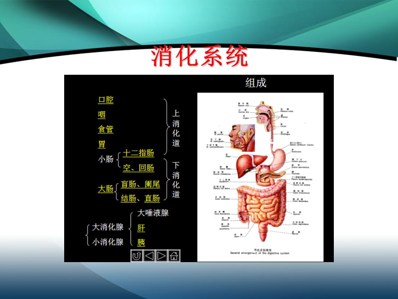 最形象的医学基础知识ppt课件.ppt_第3页