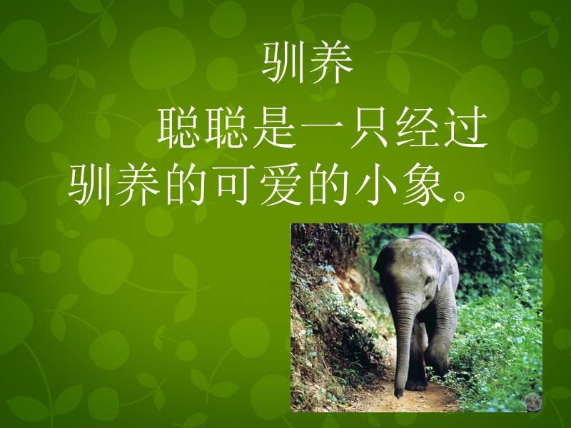二年级语文上册 可爱的小象 3课件 北京版.ppt_第3页