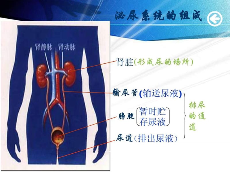 冀教版七年级生物下册第三章第二节肾脏.ppt_第2页