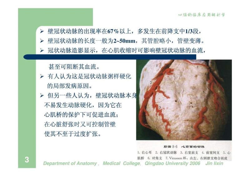 心脏的临床应用解剖(7)血管.ppt_第3页