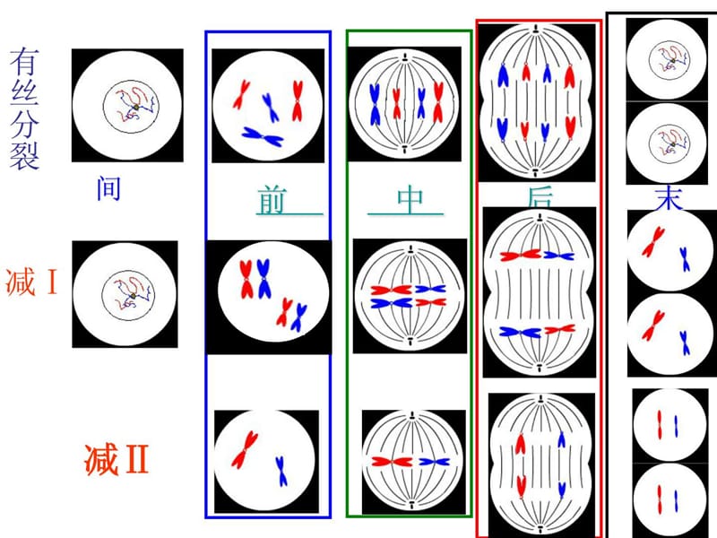 有丝分裂和减数分裂判断图解.ppt_第2页