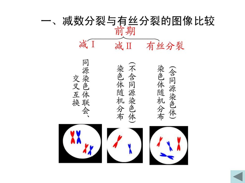 有丝分裂和减数分裂判断图解.ppt_第3页