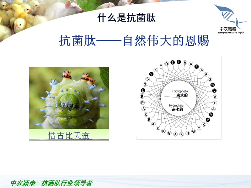 抗菌肽的基本知识ppt课件.ppt_第3页