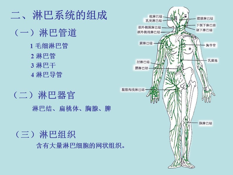 《淋巴系统》ppt课件.ppt_第2页