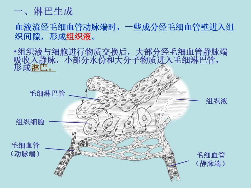 《淋巴系统》ppt课件.ppt_第3页