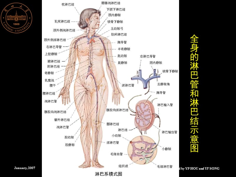 《淋巴系统0》ppt课件.ppt_第2页