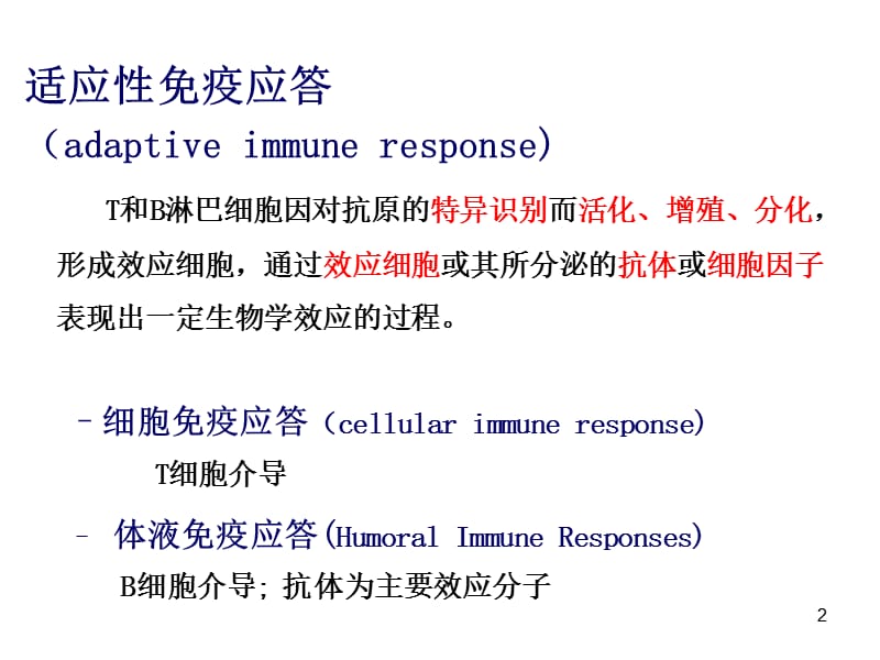 免疫2015课件细胞免疫应答yin.ppt_第2页