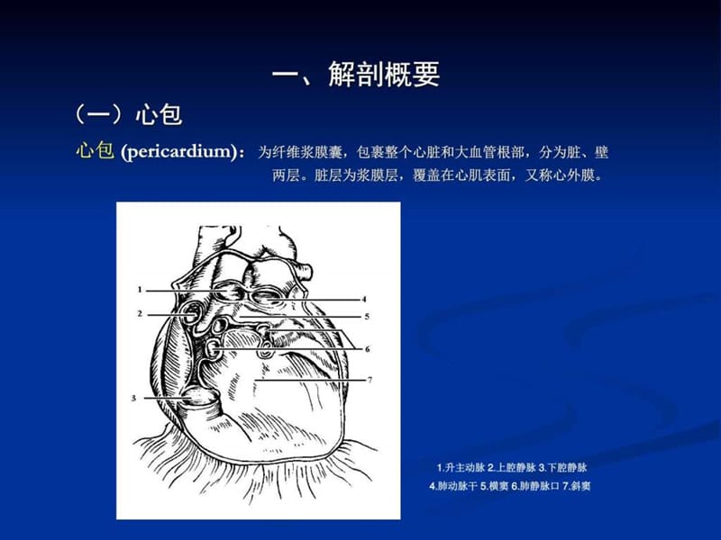 心脏及大血管超声.ppt_第3页