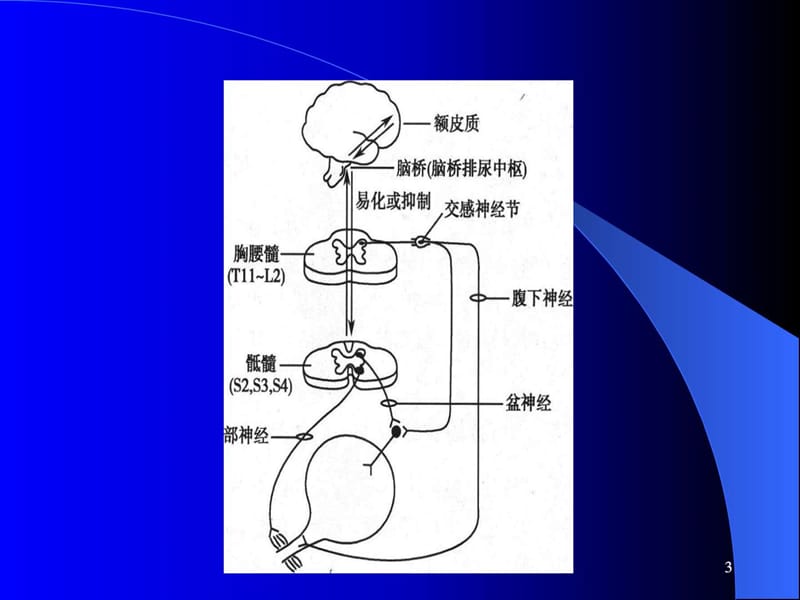 神经源性膀胱的中医药治疗_基础医学_医药卫生_专业资料.ppt_第3页