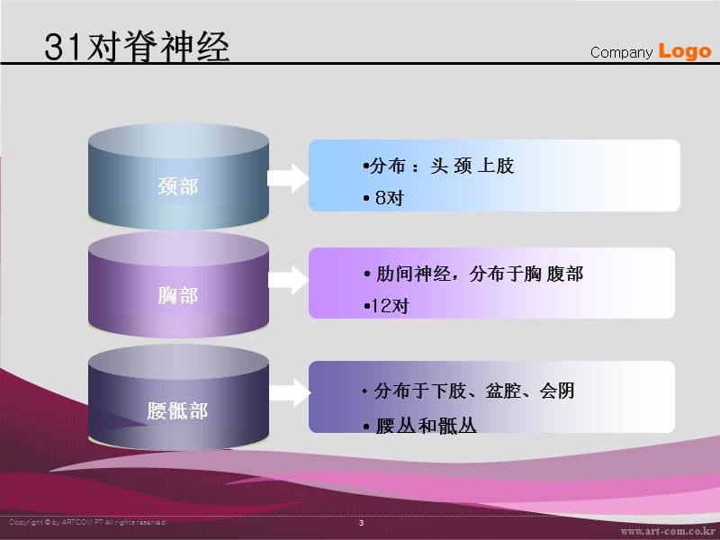 脊神经的解剖与临床李凌鑫ppt课件.ppt_第3页