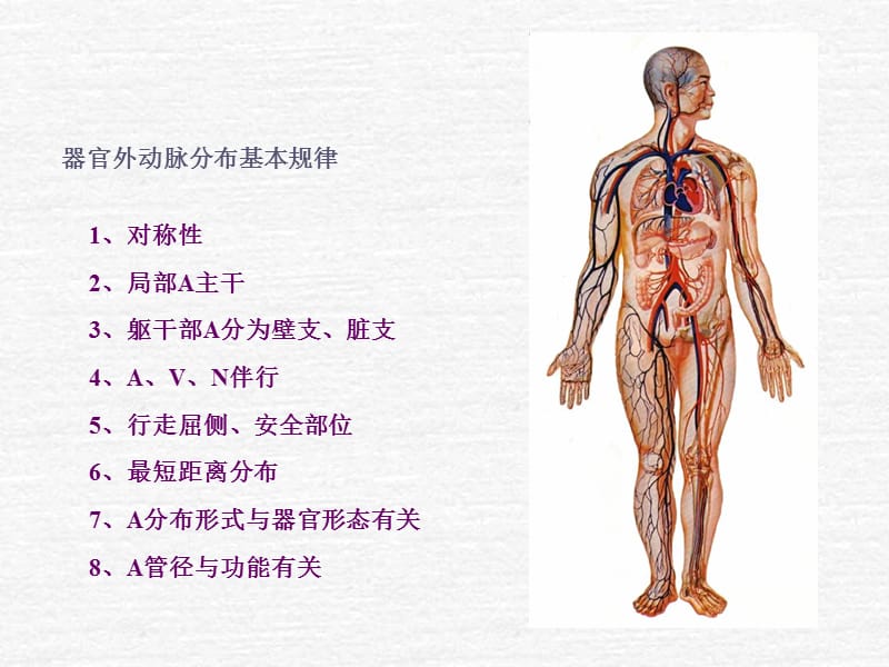 系统解剖学全身动脉.ppt_第1页