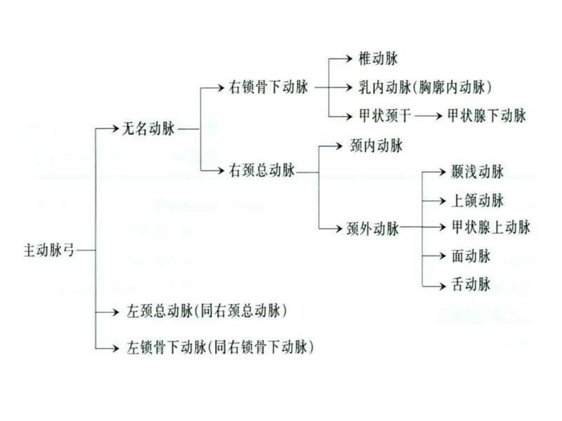 颈部血管超声检查及诊断标准.ppt_第3页