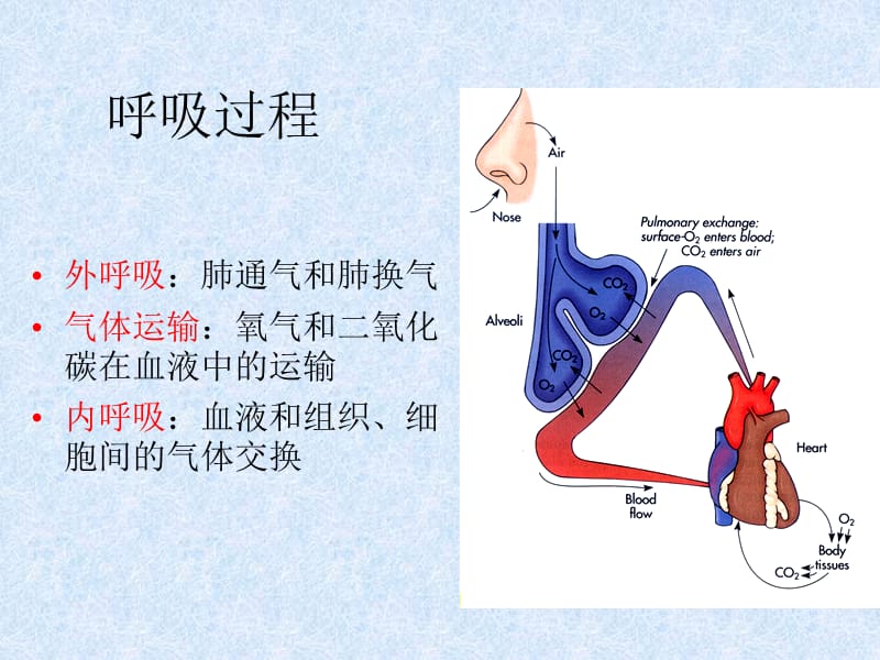 《呼吸系统》PPT课件.ppt_第2页