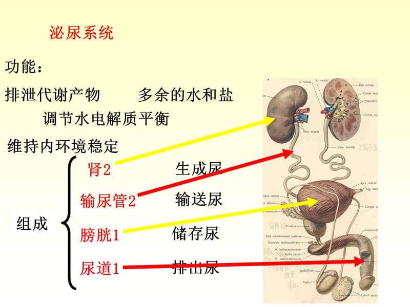 泌尿系统学习课件.ppt_第3页