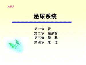 泌尿系统学习课件.ppt