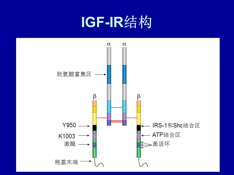 IGF-IR酪氨酸激酶.ppt_第3页
